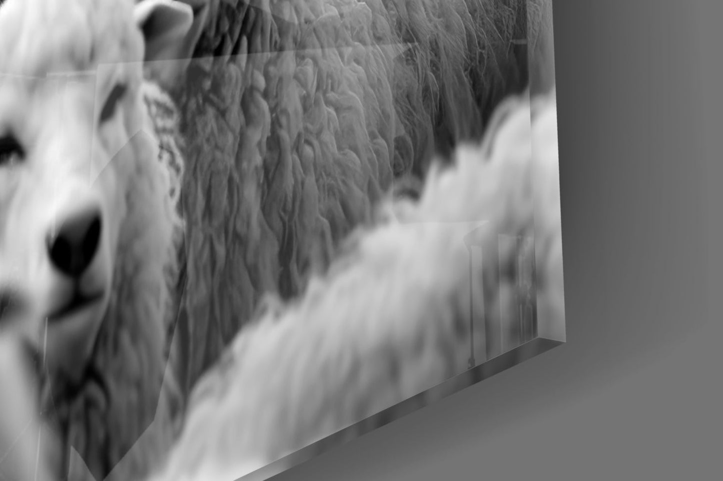 Wolf in Sheep's Clothing (Glass Wall Art)